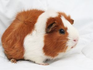 Preview wallpaper guinea pig, rodent, spotted