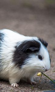 Preview wallpaper guinea pig, rodent, spotted