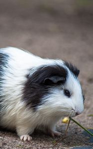 Preview wallpaper guinea pig, rodent, spotted