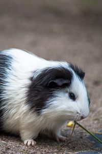 Preview wallpaper guinea pig, rodent, spotted