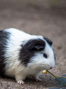 Preview wallpaper guinea pig, rodent, spotted