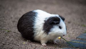 Preview wallpaper guinea pig, rodent, spotted