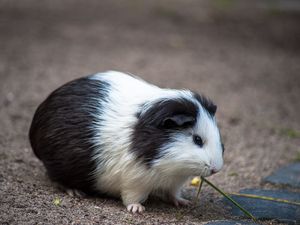 Preview wallpaper guinea pig, rodent, spotted