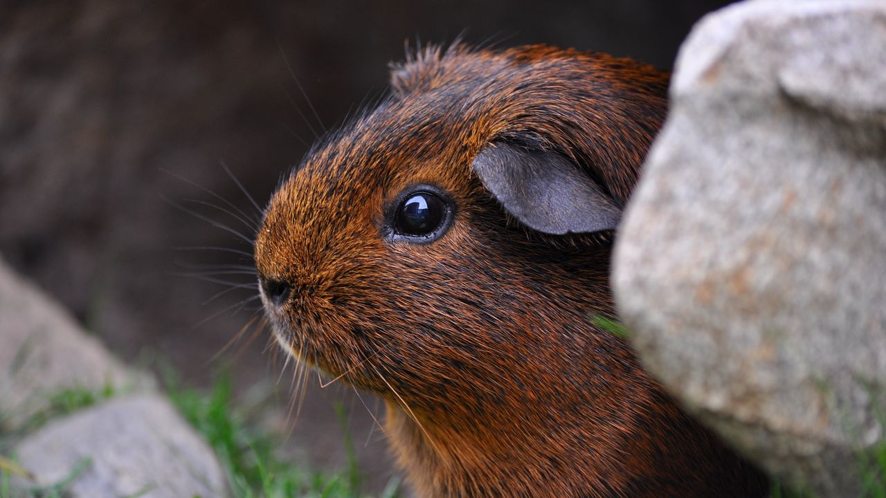 Wallpaper guinea pig, sitting, rodent