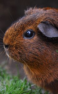 Preview wallpaper guinea pig, sitting, rodent