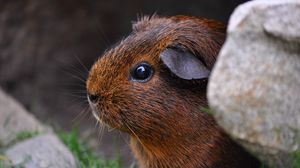 Preview wallpaper guinea pig, sitting, rodent