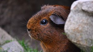 Preview wallpaper guinea pig, sitting, rodent