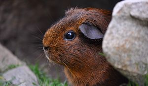 Preview wallpaper guinea pig, sitting, rodent