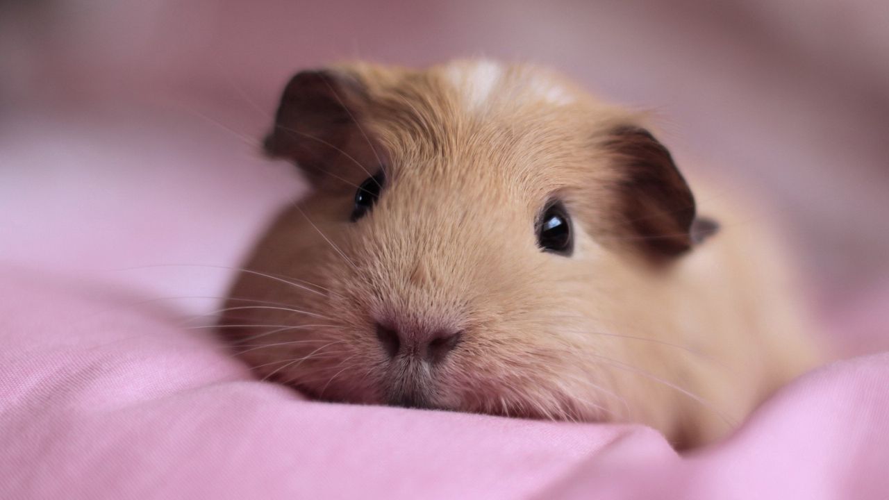 Wallpaper guinea pig, snout, fluffy, down, cute