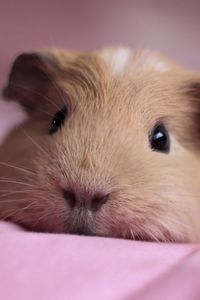 Preview wallpaper guinea pig, snout, fluffy, down, cute