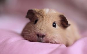 Preview wallpaper guinea pig, snout, fluffy, down, cute