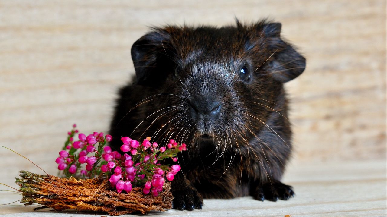 Wallpaper guinea pig, snout, rodent, flowers