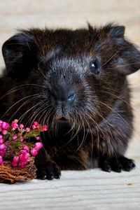 Preview wallpaper guinea pig, snout, rodent, flowers