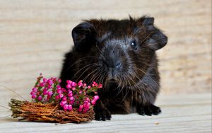 Preview wallpaper guinea pig, snout, rodent, flowers