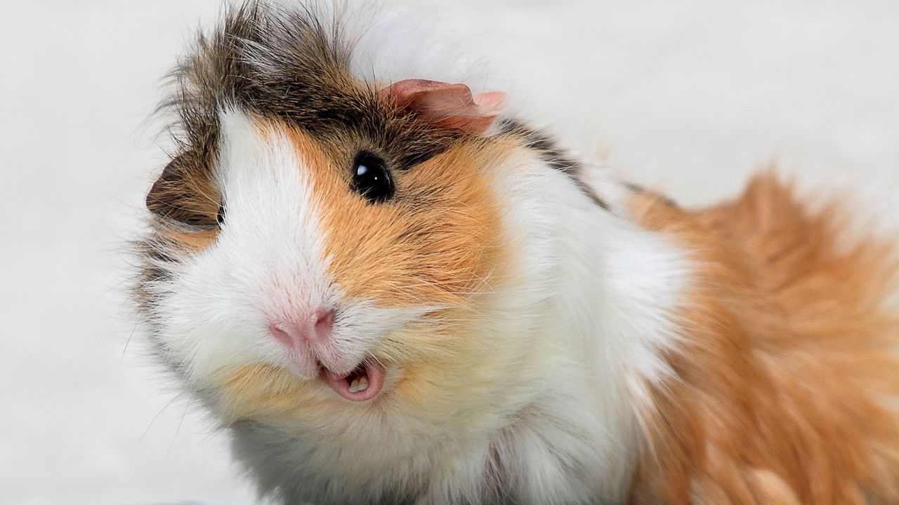 Wallpaper guinea pig, spotted, furry