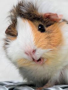 Preview wallpaper guinea pig, spotted, furry