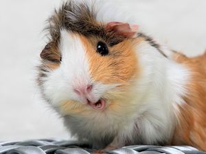 Preview wallpaper guinea pig, spotted, furry