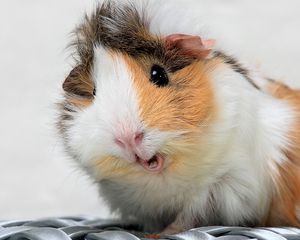 Preview wallpaper guinea pig, spotted, furry