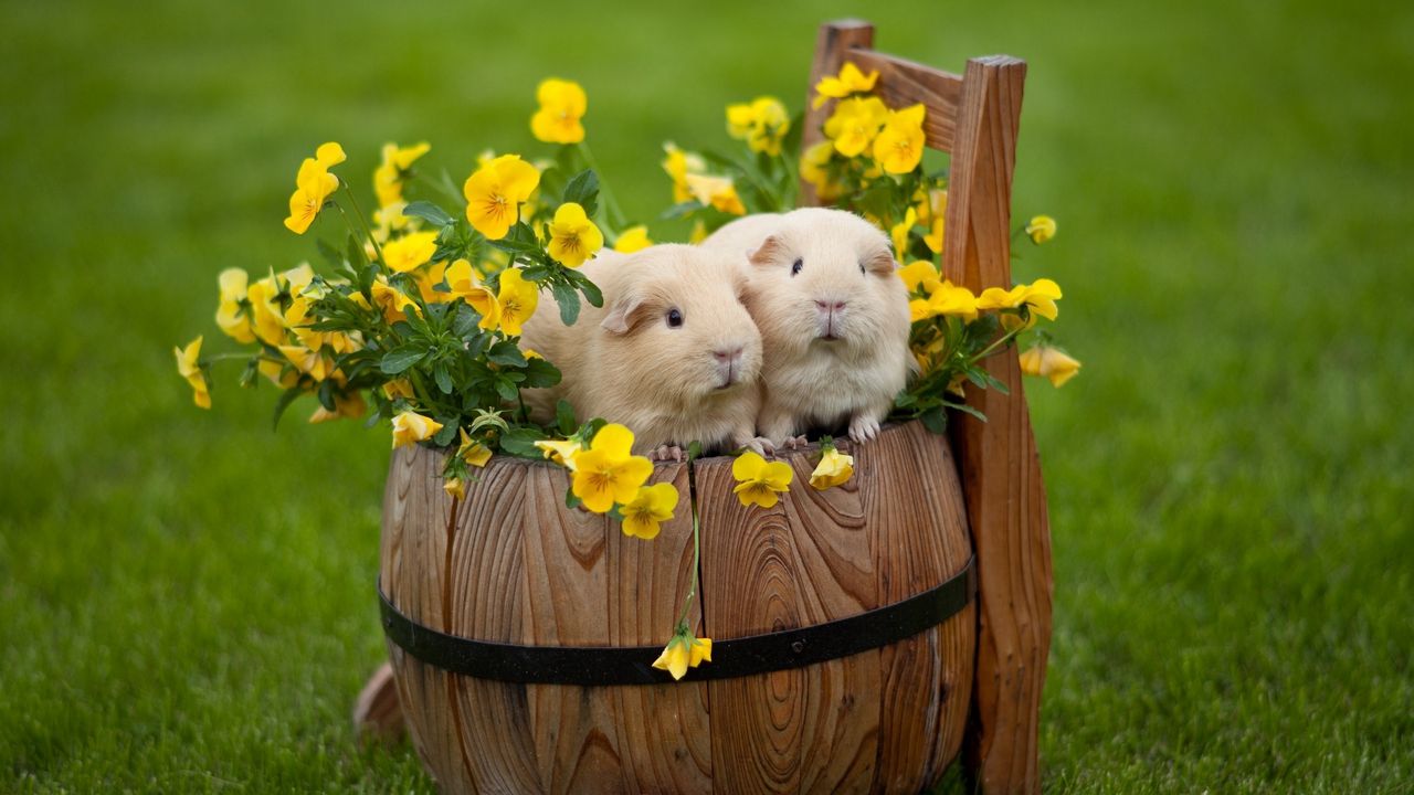 Wallpaper guinea pigs, drum, grass, flowers, couple