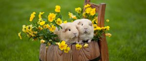 Preview wallpaper guinea pigs, drum, grass, flowers, couple