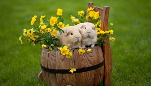 Preview wallpaper guinea pigs, drum, grass, flowers, couple