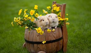 Preview wallpaper guinea pigs, drum, grass, flowers, couple