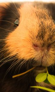 Preview wallpaper guinea pigs, grass, fluffy