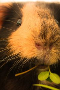 Preview wallpaper guinea pigs, grass, fluffy