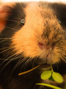 Preview wallpaper guinea pigs, grass, fluffy