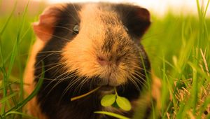 Preview wallpaper guinea pigs, grass, fluffy