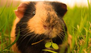 Preview wallpaper guinea pigs, grass, fluffy