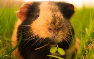 Preview wallpaper guinea pigs, grass, fluffy