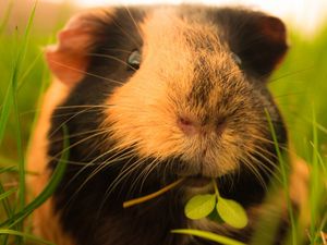 Preview wallpaper guinea pigs, grass, fluffy