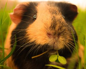 Preview wallpaper guinea pigs, grass, fluffy