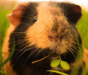 Preview wallpaper guinea pigs, grass, fluffy