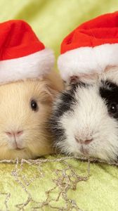Preview wallpaper guinea pigs, hats, animals