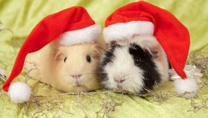 Preview wallpaper guinea pigs, hats, animals