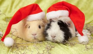 Preview wallpaper guinea pigs, hats, animals