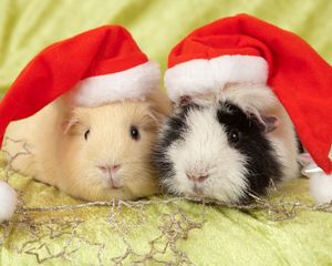 Preview wallpaper guinea pigs, hats, animals