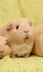 Preview wallpaper guinea pigs, many, sit