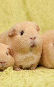 Preview wallpaper guinea pigs, many, sit