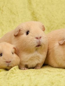 Preview wallpaper guinea pigs, many, sit