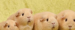Preview wallpaper guinea pigs, many, sit