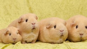 Preview wallpaper guinea pigs, many, sit