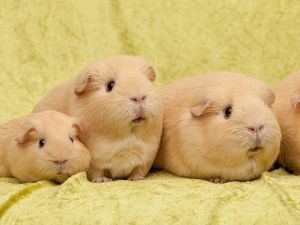 Preview wallpaper guinea pigs, many, sit