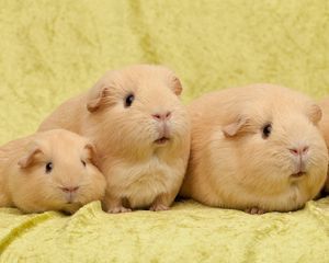 Preview wallpaper guinea pigs, many, sit