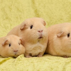 Preview wallpaper guinea pigs, many, sit
