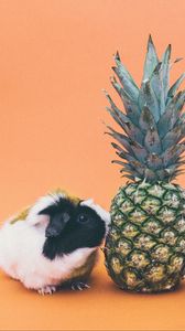 Preview wallpaper guinea pigs, pineapple, rodent