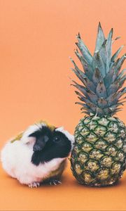 Preview wallpaper guinea pigs, pineapple, rodent