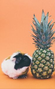 Preview wallpaper guinea pigs, pineapple, rodent